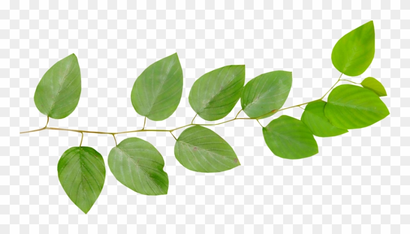 Branch Leaf Twig Desktop Wallpaper - Листья Ветка Пнг #934657