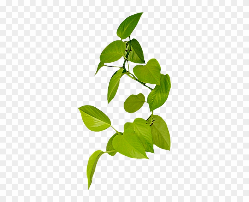 Vine Leaf Clip Art - Portable Network Graphics #934667