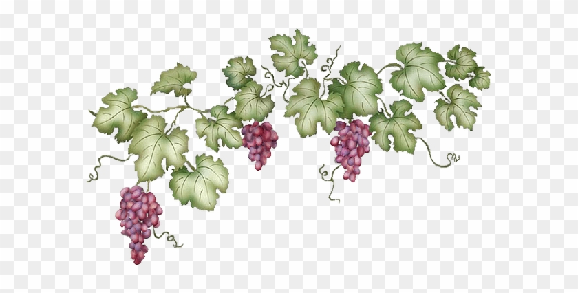 Grapevine Transparent Png - Grape Vines Transparent Background #934676