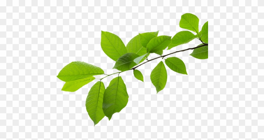 A Force Of Nature - Ulmus Alata #934680