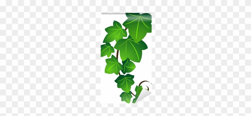 Ivy Leaf Vecotr #934745