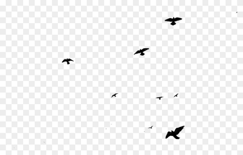 Flying - Birds Flying Gif Png #935004