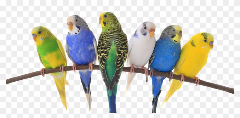 Birds & Exotics Pets - Diversity And Super-diversity: Sociocultural Linguistic #935027