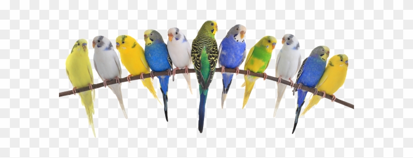 Birds Also Require Veterinary Care - Diversity And Super-diversity: Sociocultural Linguistic #935032