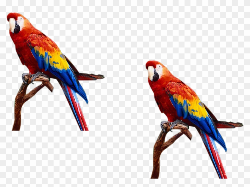 Birds For Photoshop - Animals Png For Photoshop #935034