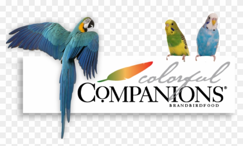 Colorful Companions Header-01 - Barbara Ann Karmanos Cancer Institute #935038