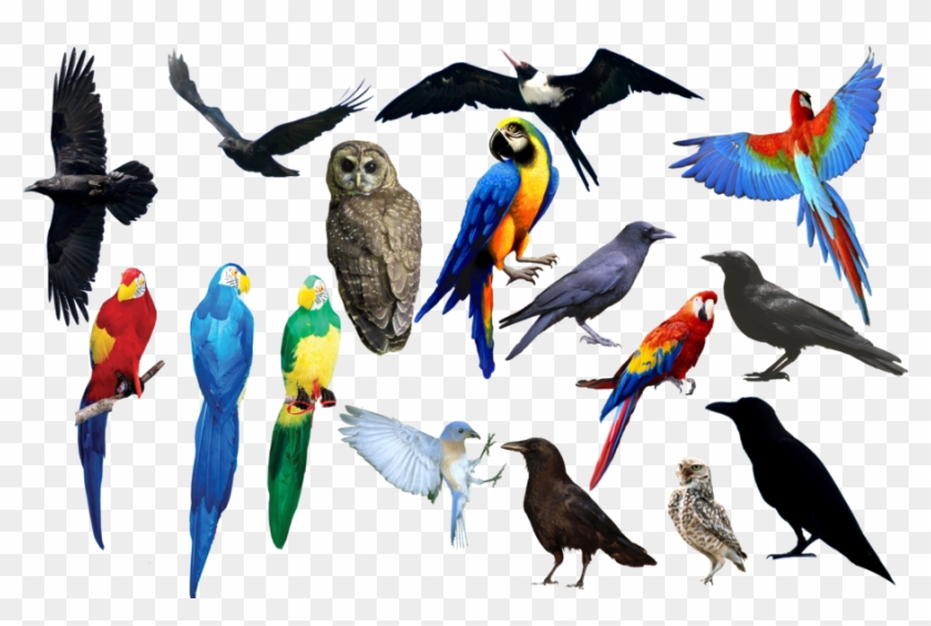 Bird Bird Bird Png Format By Chimonk - All Birds Image Png #935042