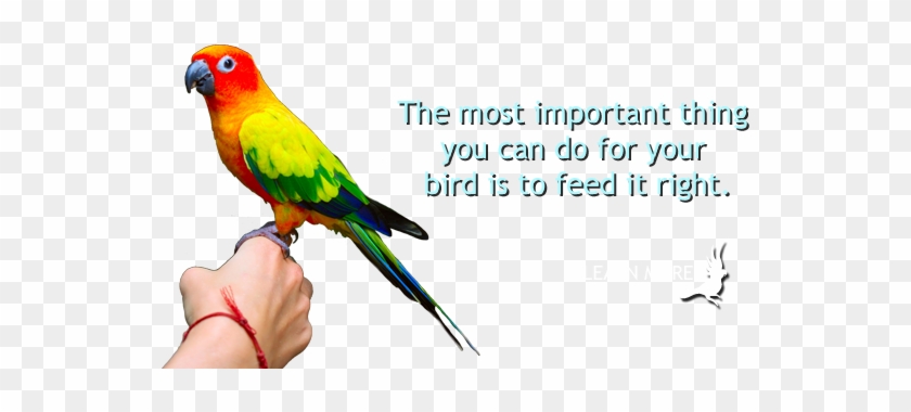 Find Local Resellers - Macaw #935047