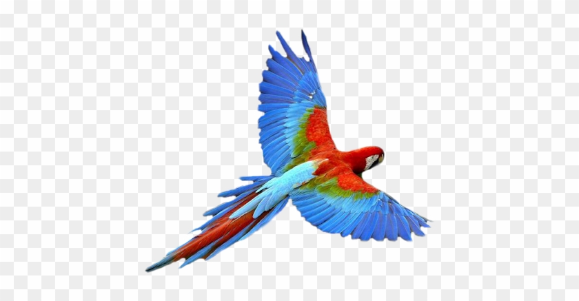 Macaw-flying - Flying Parrot Png #935050