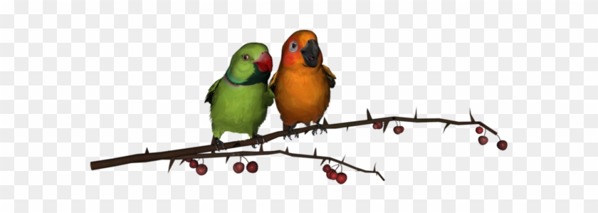 Tubes Oiseaux,birds,png - Love Bird Png Hd #935053