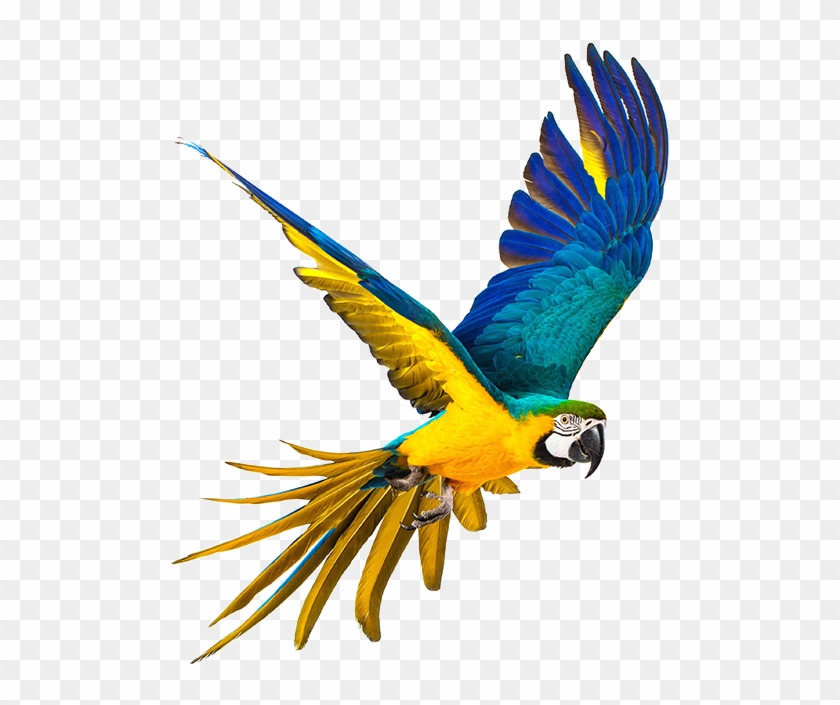 Bird Aviary Showtimeattractions 2017 03 27t12 - Standards Of Parrot Care: Metro Denver Parrot Rescue #935055