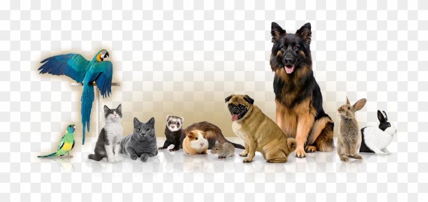 Pet Pictures - Dogs Cats And Birds Png #935078