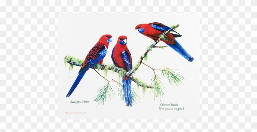 Ashdene Placemats Birds Of Australia - Placemats Cork Backed Set Of 6 Birds #935088