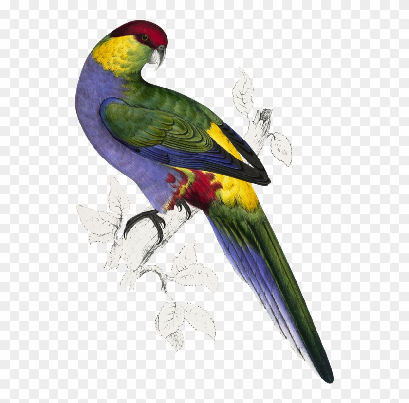 Illustrations Of The Family Of Psittacidae, Or Parrots - Psittacidae 1832 Red-capped Parakeet 1 Poster Print #935107
