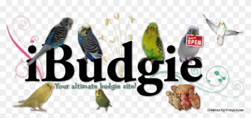 Bird - Word Budgie #935137