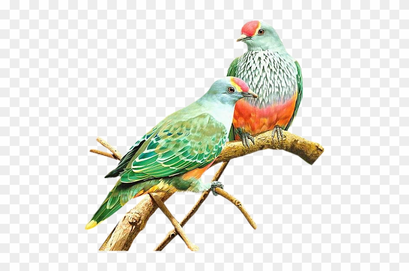 Papağanlar Png - Google'da Ara - Voices Of The Headland Robinson Jeffers #935140