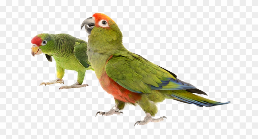 Healthy Natural Requirements Baby Birds - Parakeet #935152