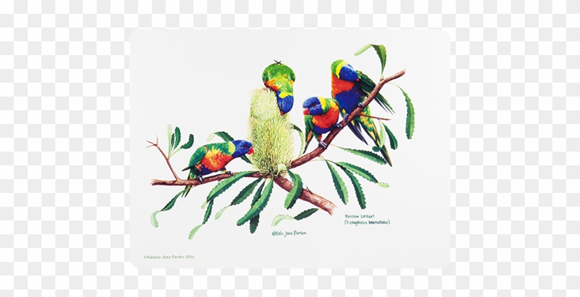 Ashdene Placemats Birds Of Australia - Ashdene Birds Of Australia Rainbow Lorikeet Mug #935157