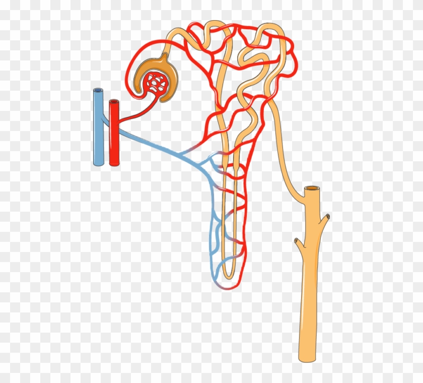 Nephron - Nephron #935252