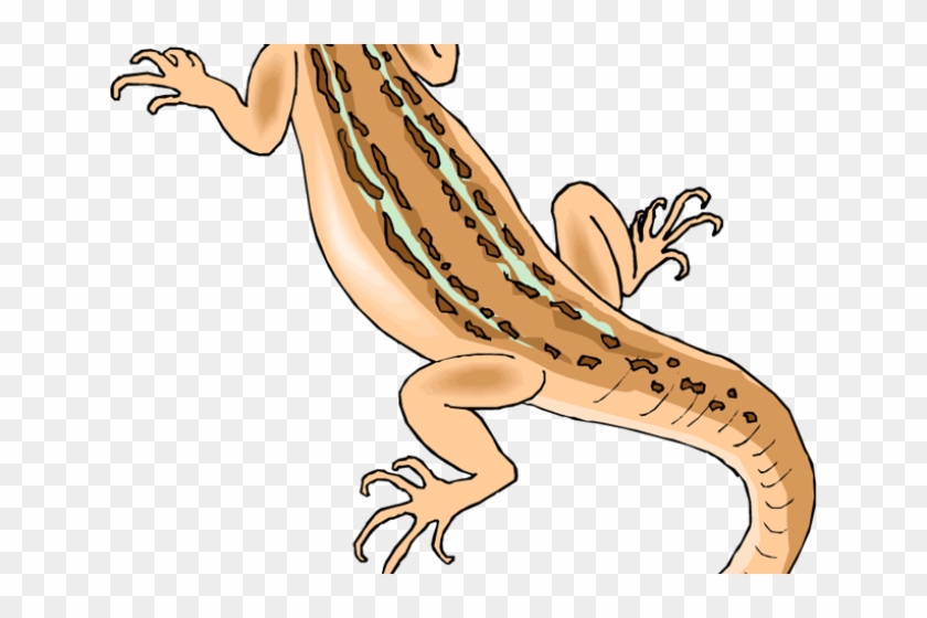 Gecko Clipart House Lizard - Desert Lizard Clipart #935269
