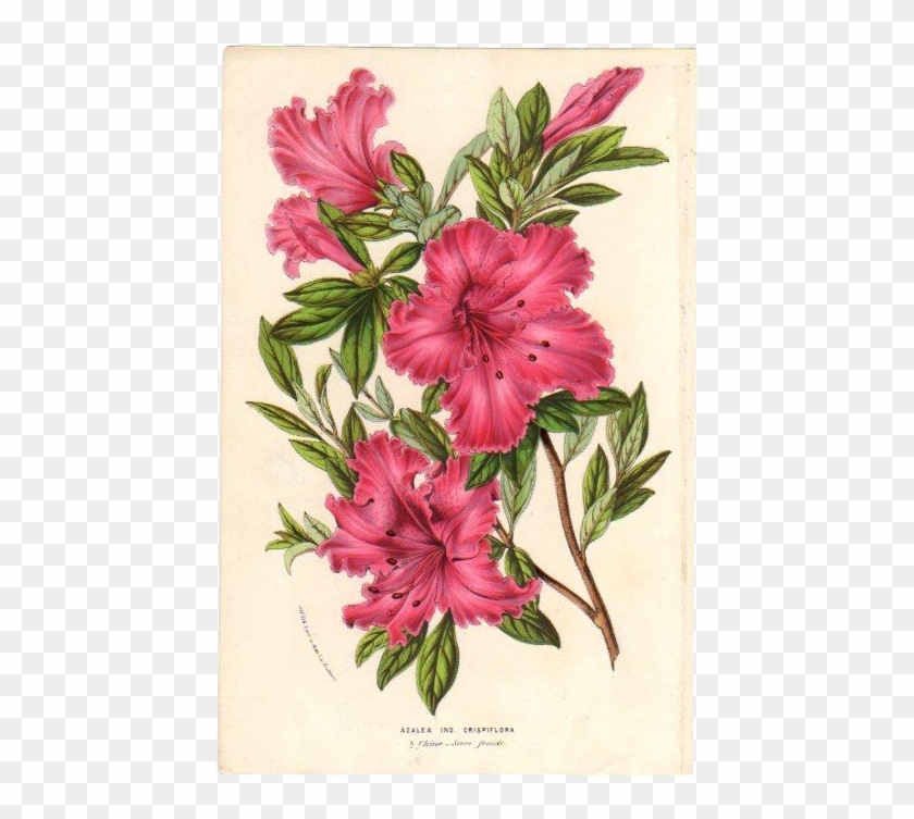 1854 Azalea Botanical Print By Van Houtte - Warm Winter Garden Slim Iphone 6 Case #935482