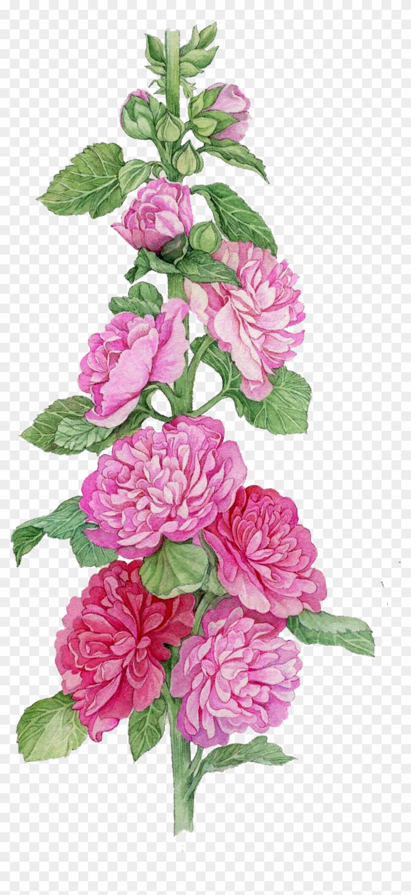 Flower Watercolor Painting Botanical Illustration Mallow - Canvas Wall Art Abstract Brid Reproduction Canvas Prints, #935491