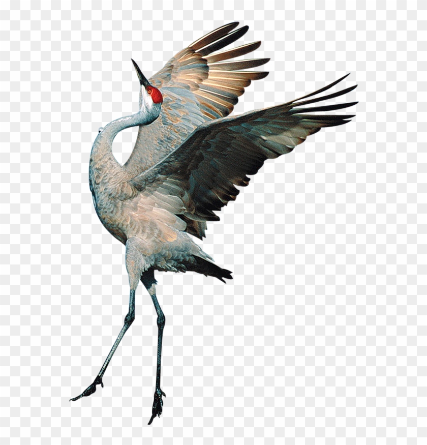 Sandhill Crane Clipart Transparent - Transparent Background Birds #935953