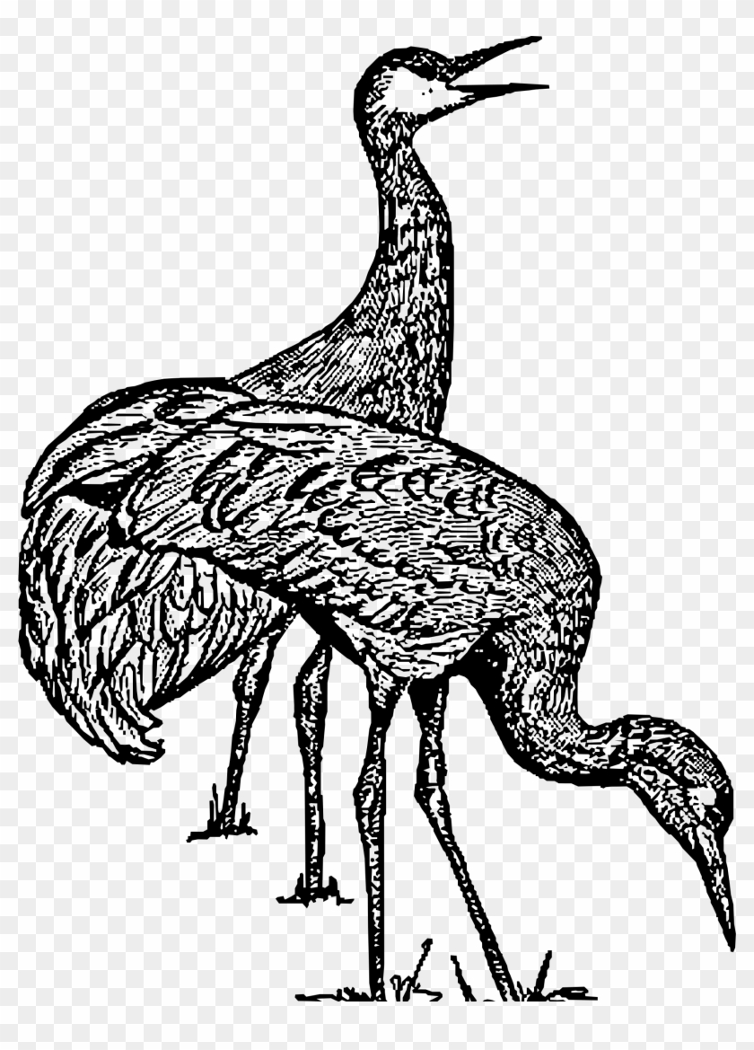 Crane - Clipart Sandhill Cranes #935971