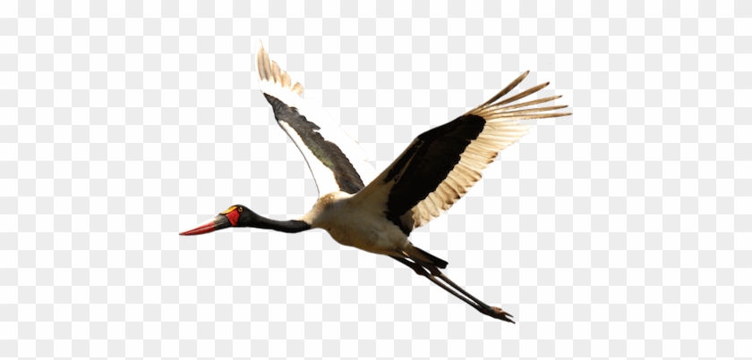 Sandhill Crane Clipart Transparent - White Stork #935998