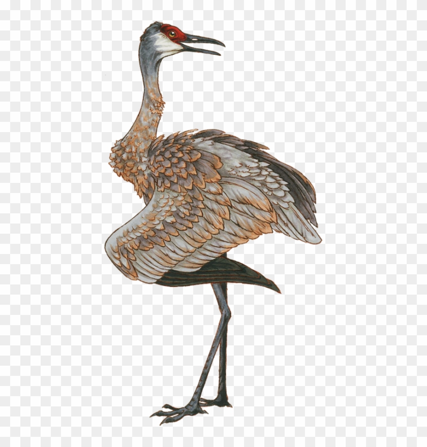 Sandhill Crane Clipart Transparent - Sandhill Crane #936060