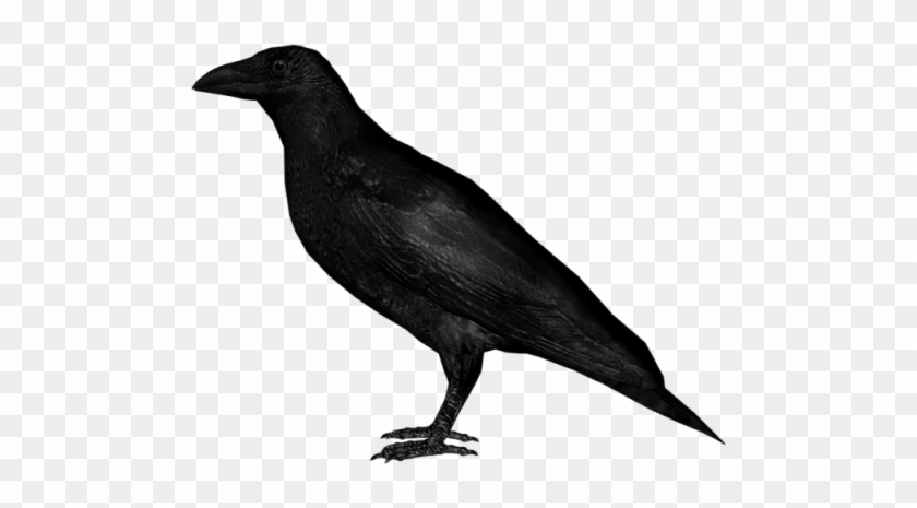 Crow - Crow .png #936379