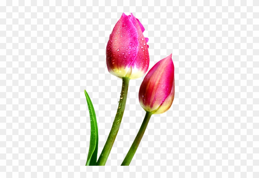 Png Mükemmel Lale Resimleri, Rengarenk Lale Png Görselleri - Flower #936410