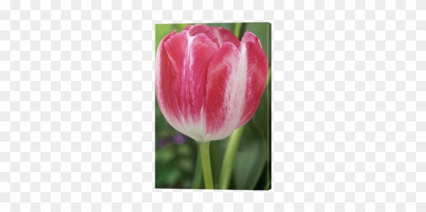Tableau Sur Toile Tulipe "rexona - Sprenger's Tulip #936426