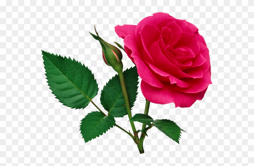 Rose Png File #936435