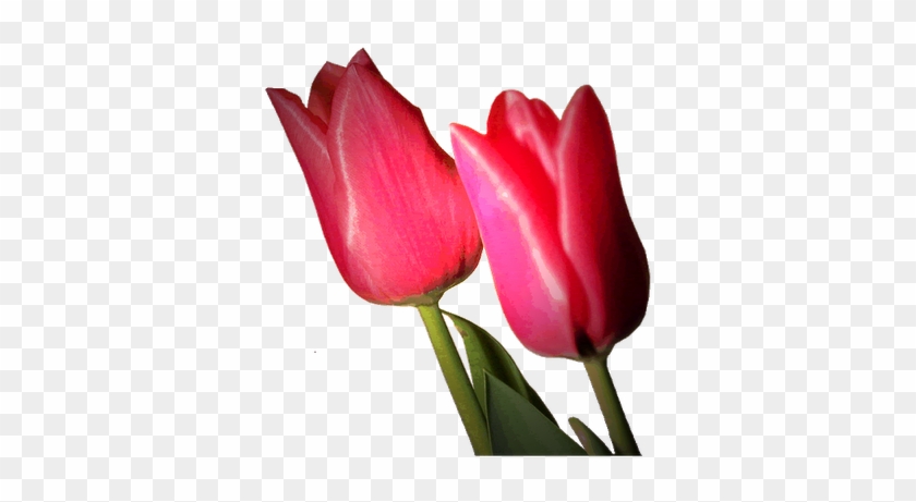 Bonitas Imagenes De Flores - Tulip #936449