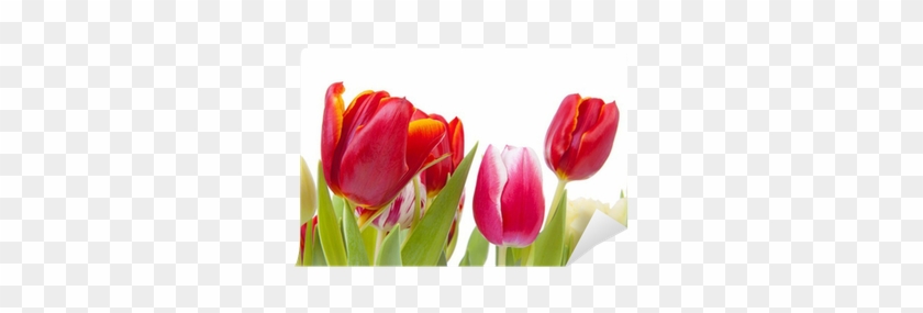 Fotomural Tulipanes Rojos En Primer Plano Sobre Fondo - Sprenger's Tulip #936455
