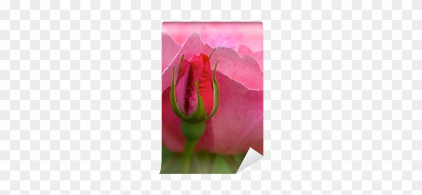Pink Rose Flower With Bud In Summer - Hybrid Tea Rose #936463