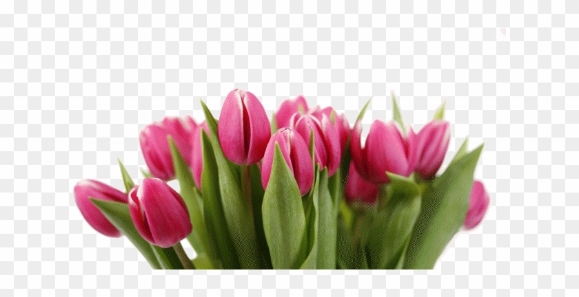 Tulips - Sprenger's Tulip #936516