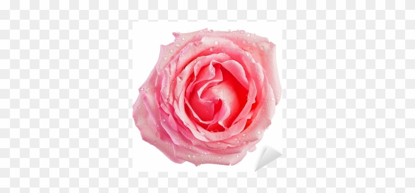 Rose #936535