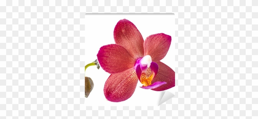 Fotobehang Mooie Donkerrood Met Bud Orchidee, Wordt - Orchids Of The Philippines #936542
