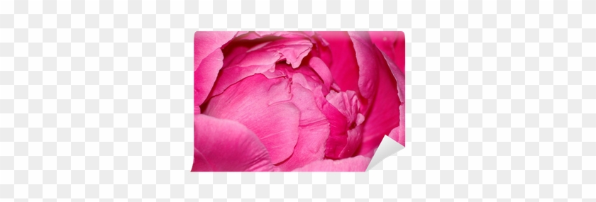 Rose #936610