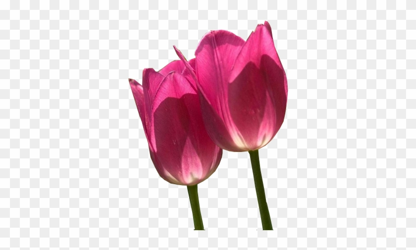 Postado Por Rose Alves Às - Pink Tulips #936613