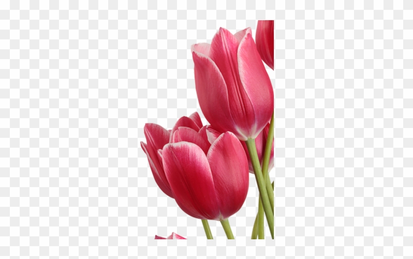 Изображение Для Плейкаста - Tulip Png #936616