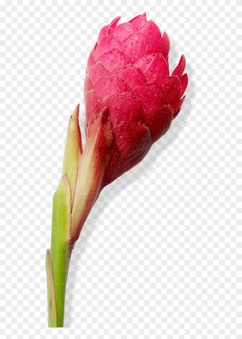 Discover Juara - Bud #936619
