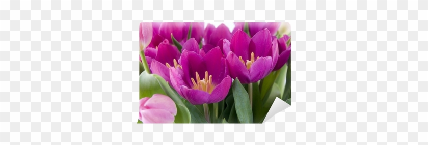 Fototapeta Kytice Z Fialové Růžové Tulipány Z Holandska - Netherlands #936646