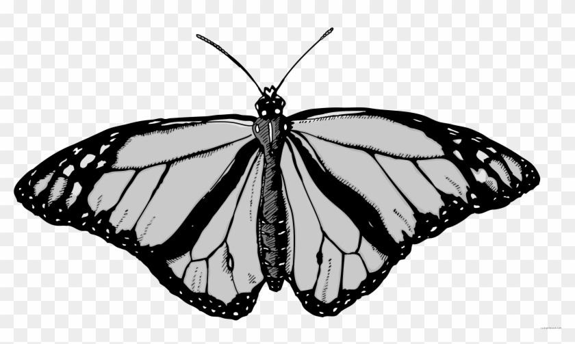 Monarch Butterfly Animal Free Black White Clipart Images - Clip Art #936657