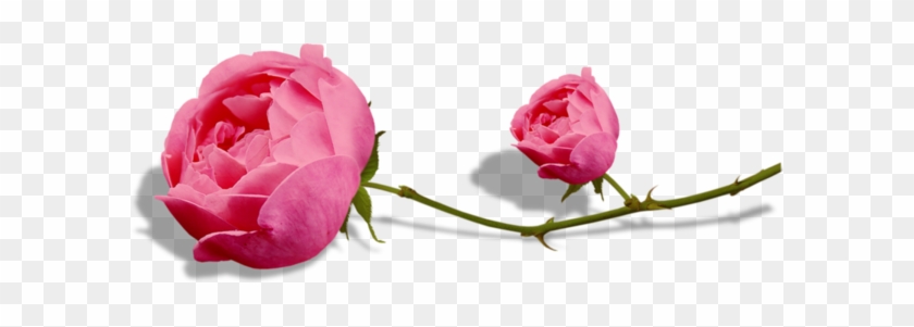Pink Roses - Portable Network Graphics #936708