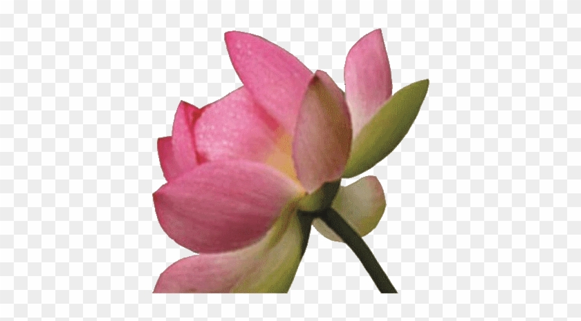 Info@brigitte Wolf - Sacred Lotus #936716