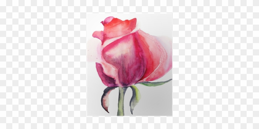 Watercolor Painting Of Flower Rose #936720