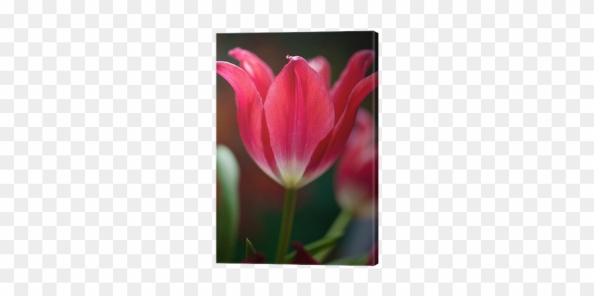 Sprenger's Tulip #936725